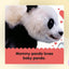 Baby Touch and Feel Panda: An Interactive Bamboo Bear Board Book