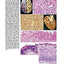 Rapid Review Pathology: With STUDENT CONSULT Online Access