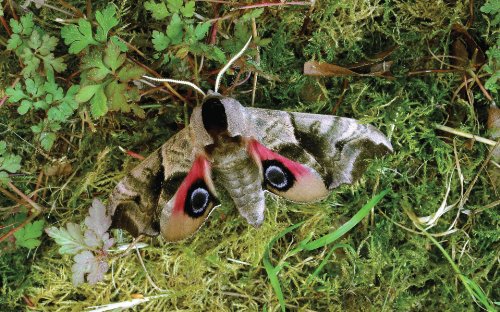 Butterflies: Decoding Their Signs and Symbols