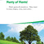 Inside a Plant (Science Readers: Content and Literacy)