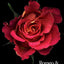 Romeo and Juliet (Teen Classics)