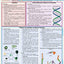 Biology 2 QuickStudy Laminated Reference Guide (QuickStudy Academic)
