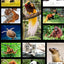 All About Endangered Species - Science & Research Study Guide: Learn All About Rare and Beautiful Animals - Homeschooling - Level B