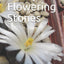 Lithops - Flowering Stones