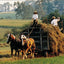 The Gift to be Simple: Life in the Amish Country