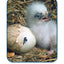 America's Eagle (TIME FOR KIDS Nonfiction Readers)
