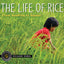 The Life of Rice: From Seedling to Supper (Traveling Photographer)
