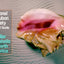 National Audubon Society Pocket Guide to Familiar Seashells (Audubon Society Pocket Guides)