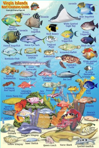 Virgin Islands Reef Creatures Guide Franko Maps Laminated Fish Card 4" x 6"