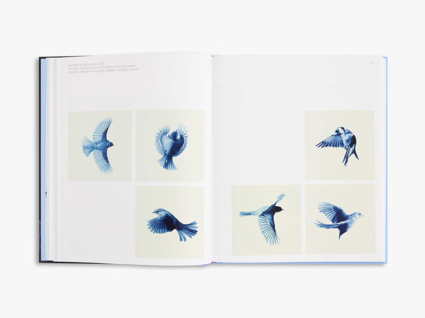 Aviary: The Bird in Contemporary Photography