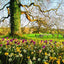 Martha Stewart's Gardening Handbook: The Essential Guide to Designing, Planting, and Growing-Martha Stewart's Handbook For Growing Beautiful Plants and Vegetables