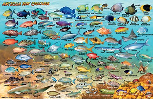 Antigua Dive Map & Coral Reef Creatures Waterproof Fish Card