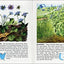 Wildflowers: A Fully Illustrated, Authoritative and Easy-to-Use Guide (A Golden Guide from St. Martin's Press)