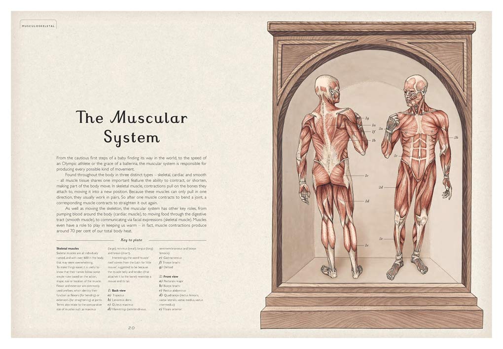 Anatomicum