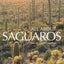 All About Saguaros: Facts/ Lore/ Photos