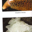 Healing Mushrooms: Effective Treatments for Today's Illnesses