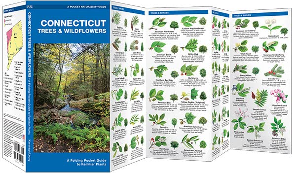 Connecticut Trees & Wildflowers: A Folding Pocket Guide to Familiar Plants (Wildlife and Nature Identification)