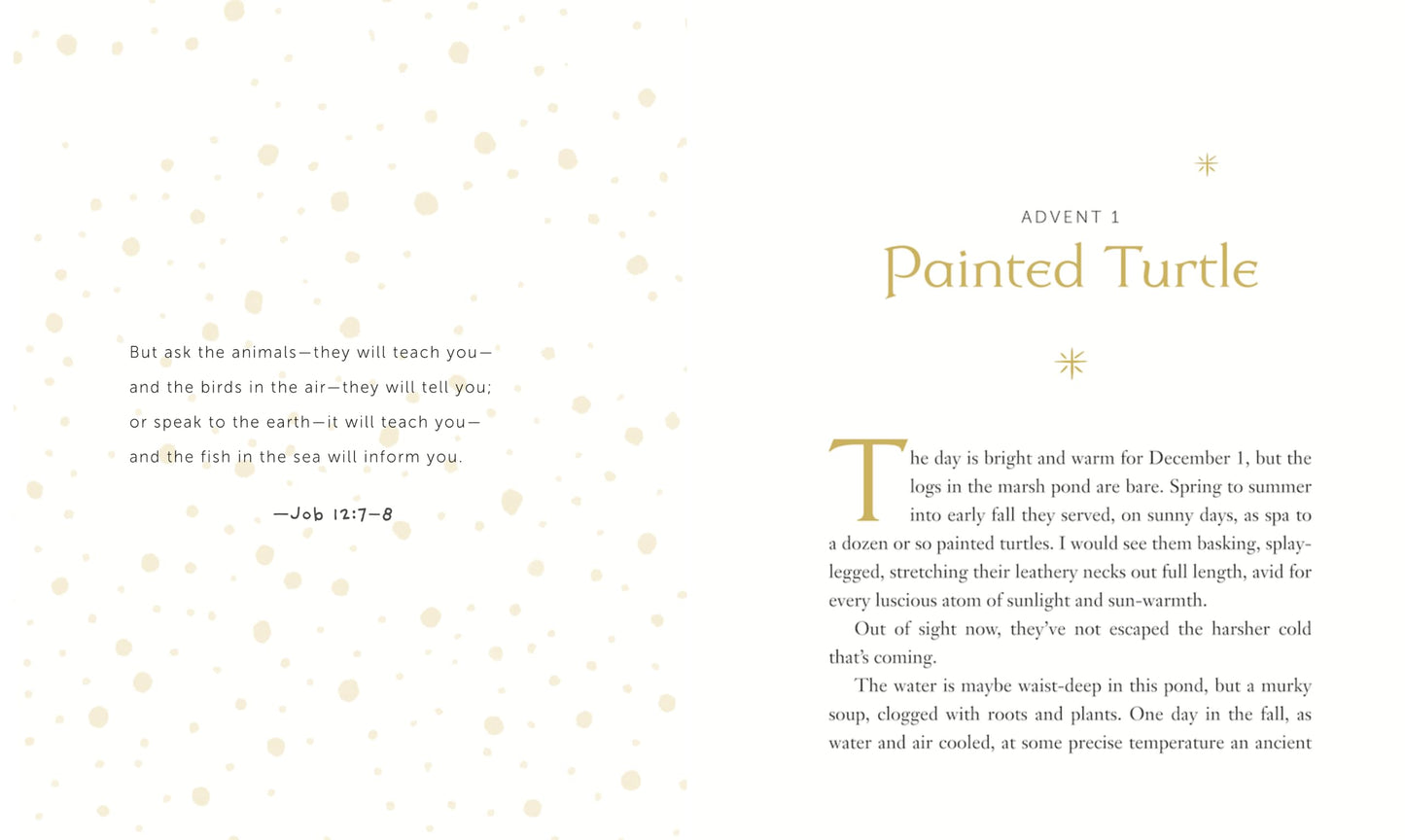 All Creation Waits - Gift Edition: The Advent Mystery of New Beginnings (An illustrated Advent devotional with 25 woodcut animal portraits)