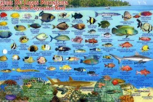 Tahiti & Society Islands Dive Map & Reef Creatures Guide Franko Maps Laminated Fish Card