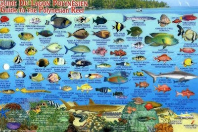Tahiti & Society Islands Dive Map & Reef Creatures Guide Franko Maps Laminated Fish Card