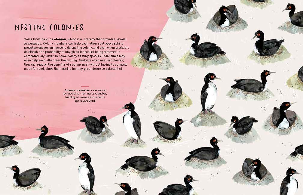 Nests, Eggs, Birds: An Illustrated Aviary