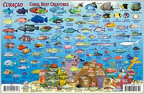 Curacao Dive Map & Reef Creatures Guide Franko Maps Laminated Fish Card