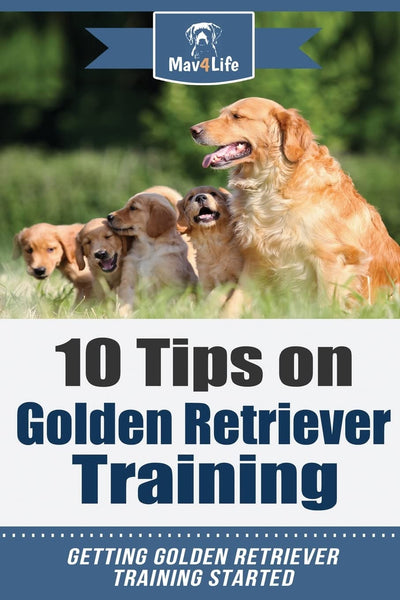 10 Tips on Golden Retriever Training: Getting Golden Retriever Training Started!