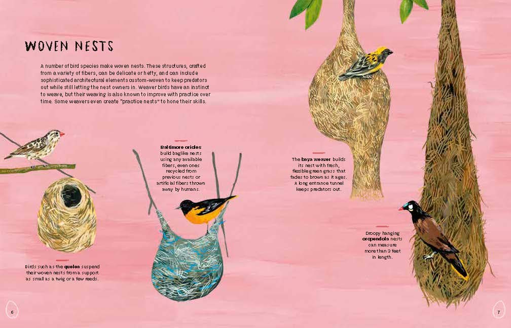 Nests, Eggs, Birds: An Illustrated Aviary