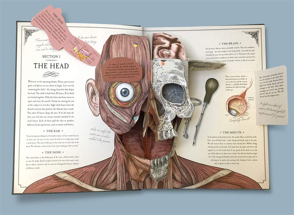 Human Body