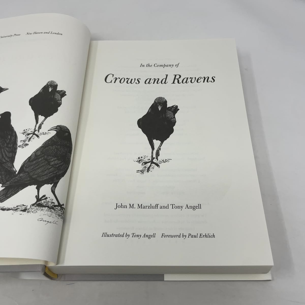 In the Company of Crows and Ravens