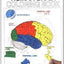 The Human Brain Coloring Book: A Coloring Book (Coloring Concepts)