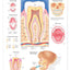 Anatomy of the Teeth Anatomical Chart
