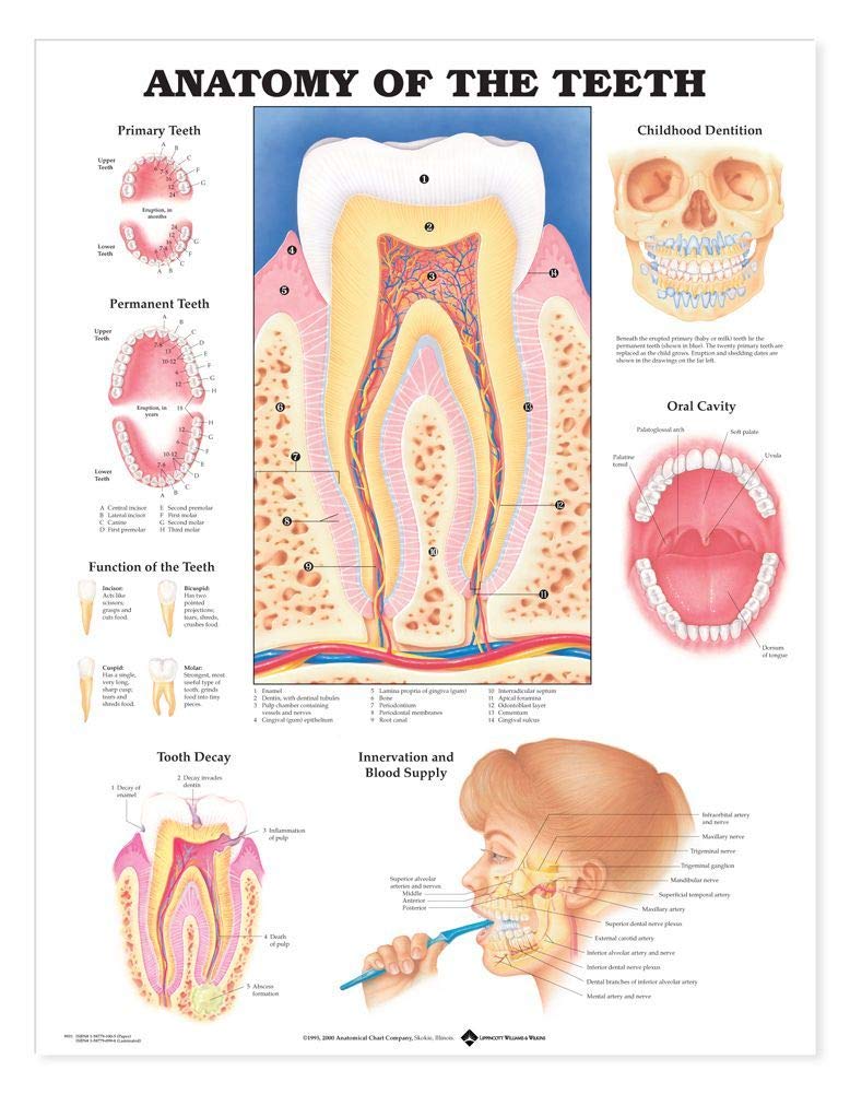 Anatomy of the Teeth Anatomical Chart