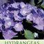 Hydrangeas for American Gardens