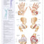 Understanding Arthritis Anatomical Chart