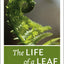 The Life of a Leaf