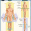 Anatomy - Directions, Planes, Movements & Regions: a QuickStudy Laminated Reference Guide