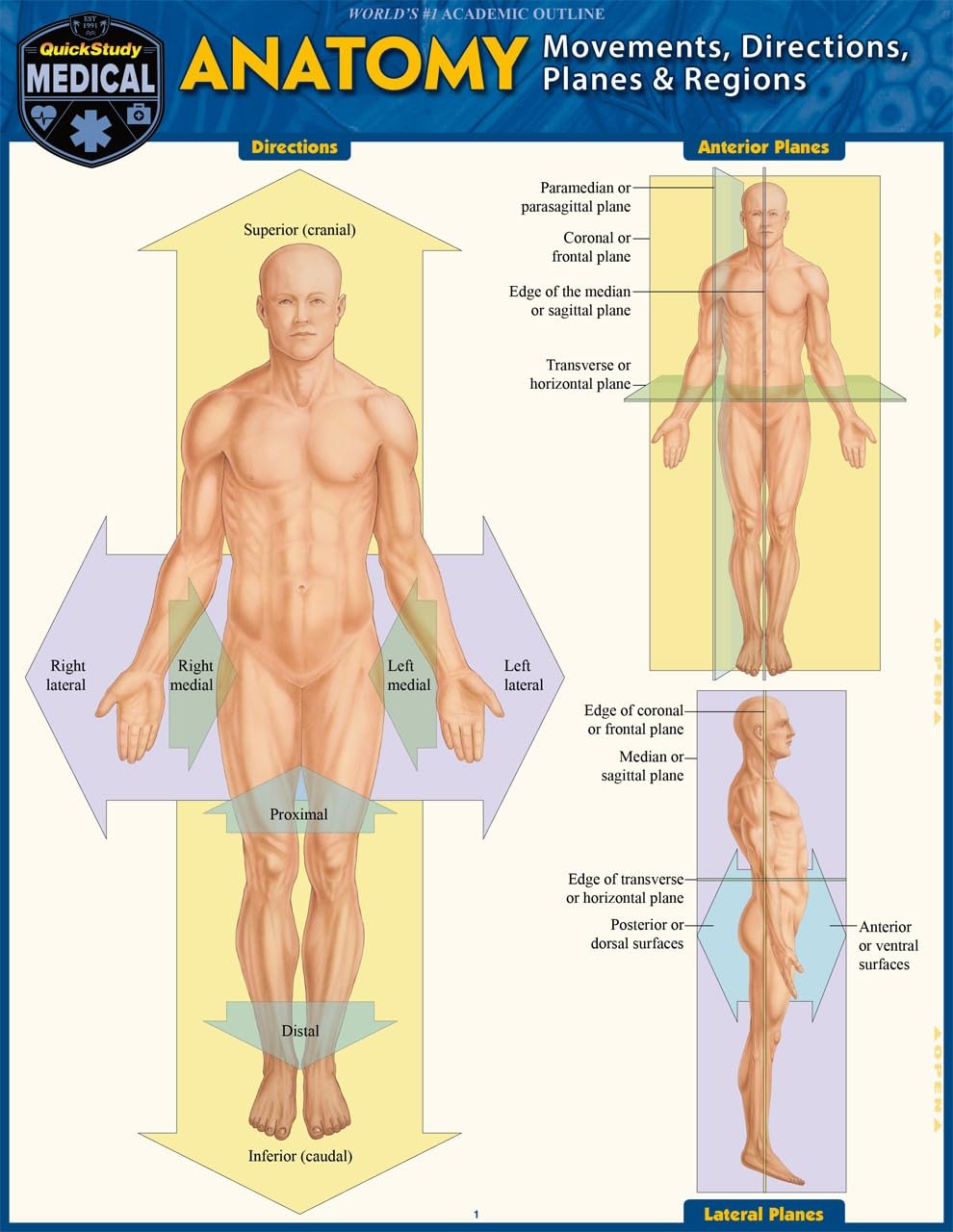 Anatomy - Directions, Planes, Movements & Regions: a QuickStudy Laminated Reference Guide