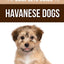 The Complete Guide to Havanese Dogs: Everything You Need To Know To Successfully Find, Raise, Train, and Love Your New Havanese Puppy