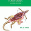 Veterinary Anatomy Flash Cards