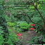 The New Shade Garden: Creating a Lush Oasis in the Age of Climate Change