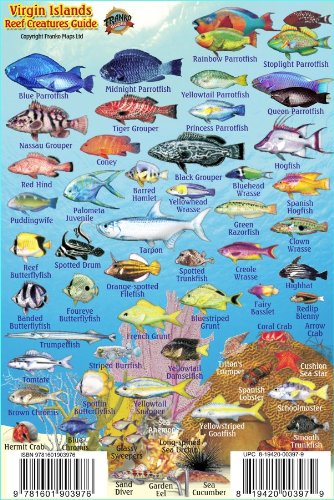 Virgin Islands Reef Creatures Guide Franko Maps Laminated Fish Card 4" x 6"