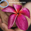 8 Keys to Forgiveness (8 Keys to Mental Health)