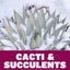 Cacti and Succulents for Cold Climates: 274 Outstanding Spec