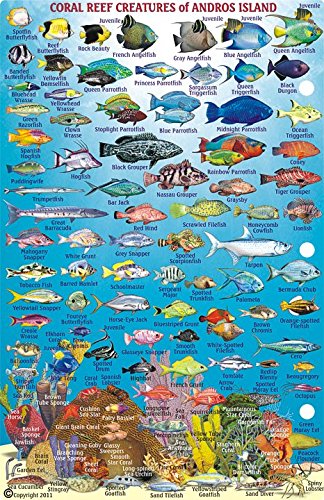 Andros Island Bahamas Dive Map & Reef Creatures Guide Franko Maps Laminated Fish Card