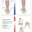 Trail Guide to the Body Flashcards, Vol 1