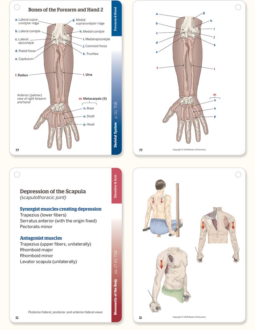Trail Guide to the Body Flashcards, Vol 1