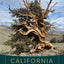 California Trees: A field guide to the native species