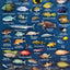 Bahamas Reef Creatures Identification Waterproof Fish Card 4"x6"