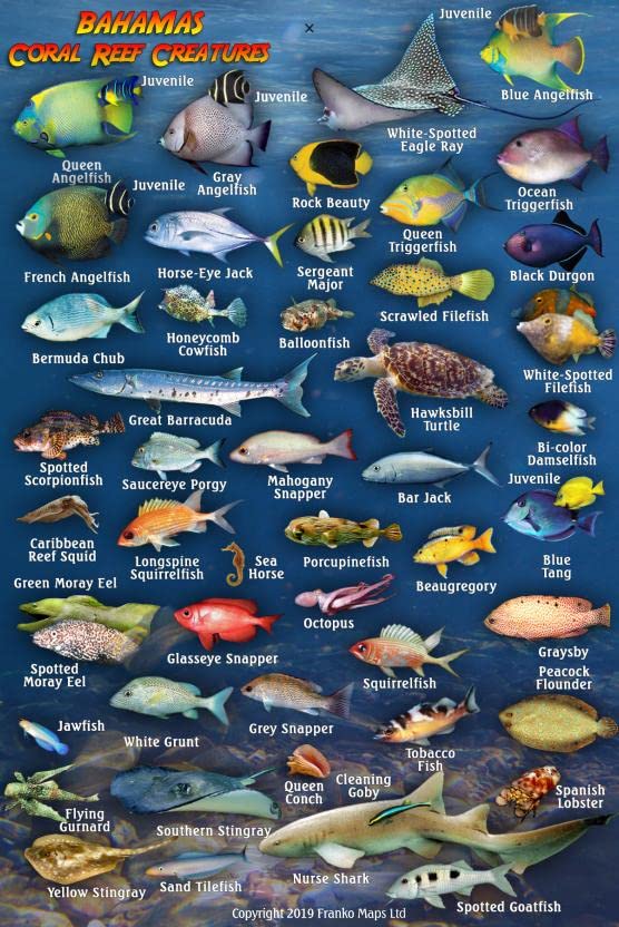 Bahamas Reef Creatures Identification Waterproof Fish Card 4"x6"
